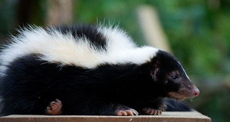 Skunk Control And Removal In Ontario