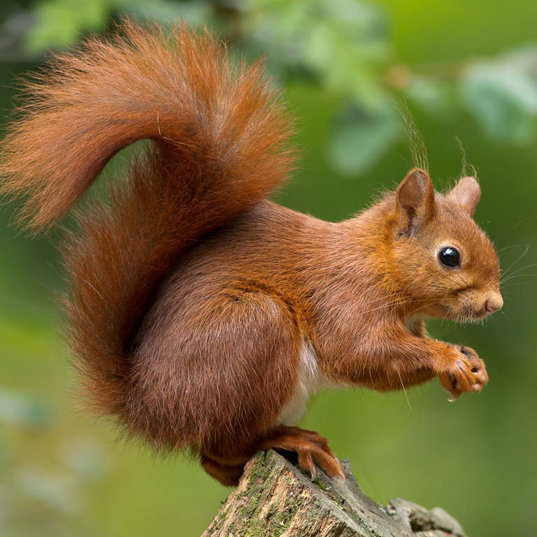 London Wildlife- Your Wildlife Removal Experts