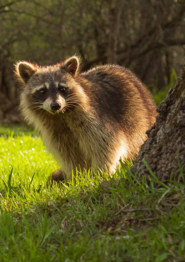 Raccoon in the grass beside a tree trunk, a familiar backyard visitor in London, Ontario