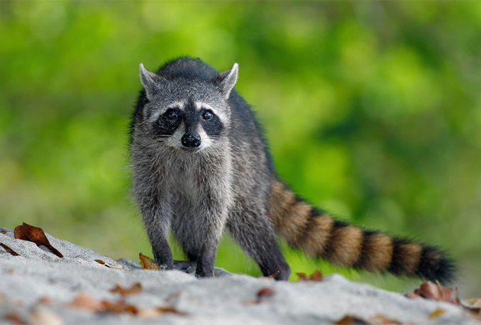 Raccoon walking across a rock, one of the animals we remove humanely in London, Ontario