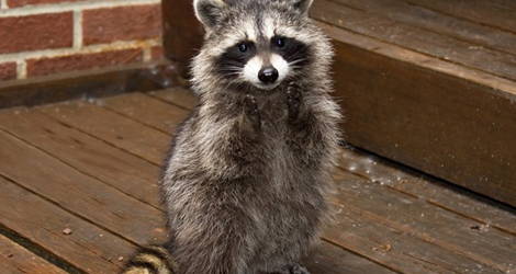 Young raccoon standing on a wooden deck beside a brick wall