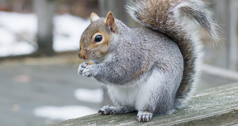 Grey squirrel perched on a wooden railing in winter